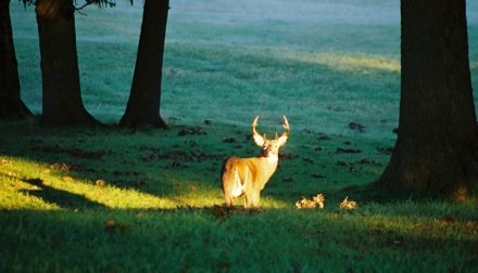Valley Forge Sunrise Deer